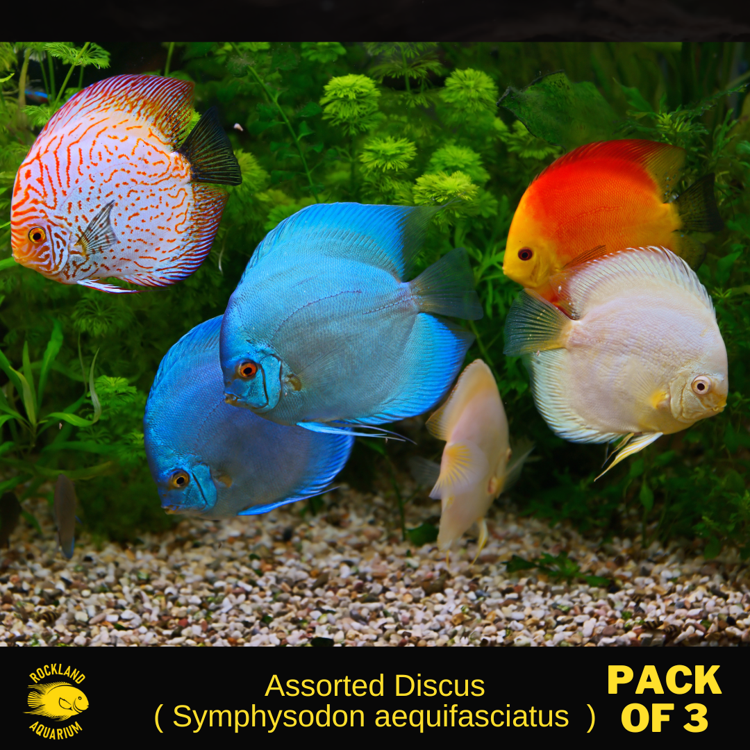 Assorted_Discus_Pack_of_3.png?