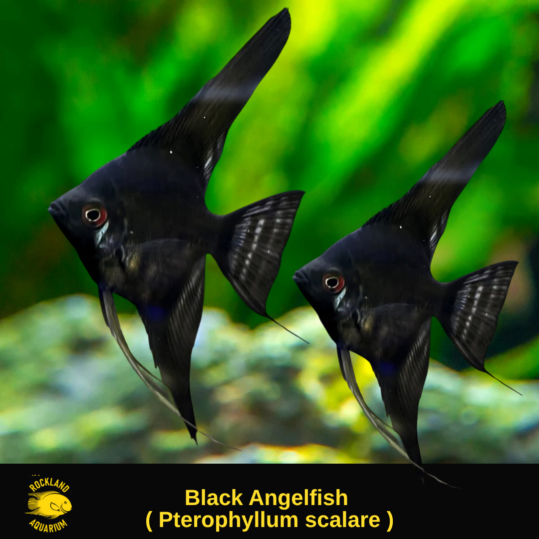 Black Angelfish - Pterophyllum scalare - Live Fish (One Item)