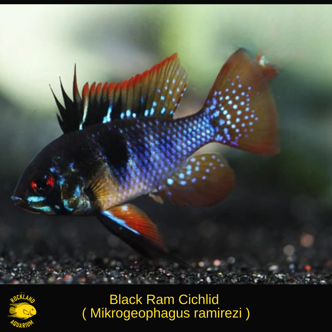 Black Ram Cichlid - Mikrogeophagus ramirezi - Live Fish