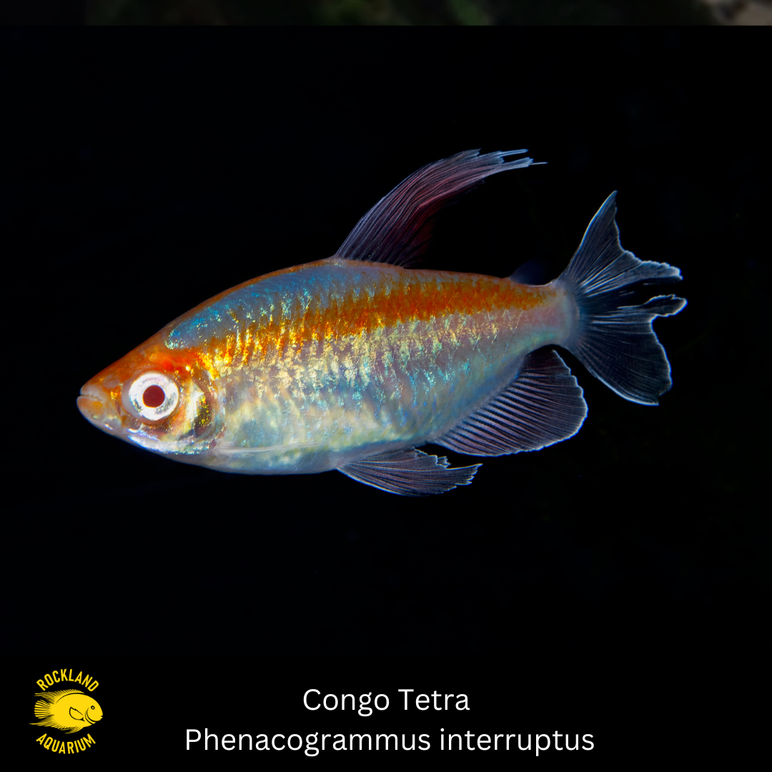 Congo Tetra Male – Phenacogrammus interruptus – Live Freshwater Fish