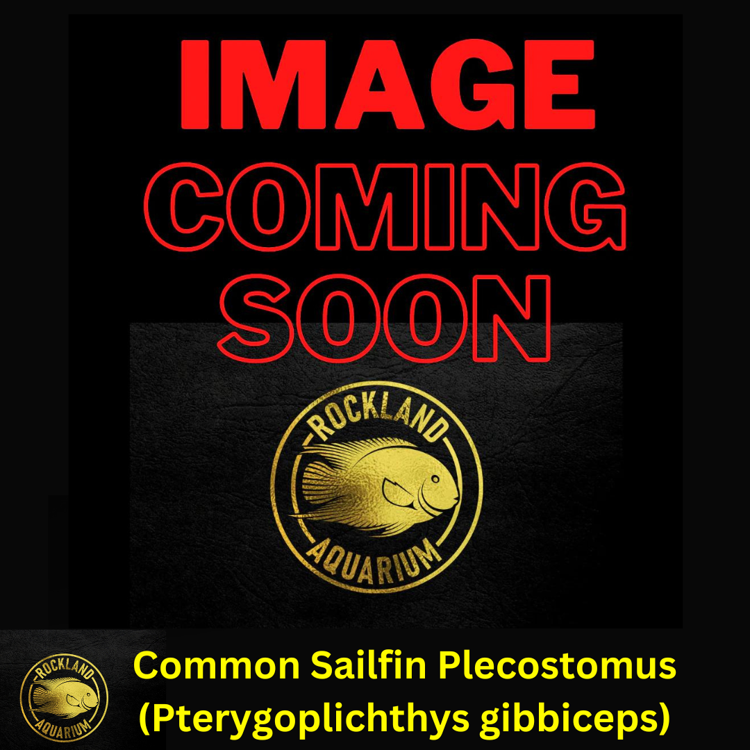 Common Pleco - Hypostomus plecostomus - Live Fish