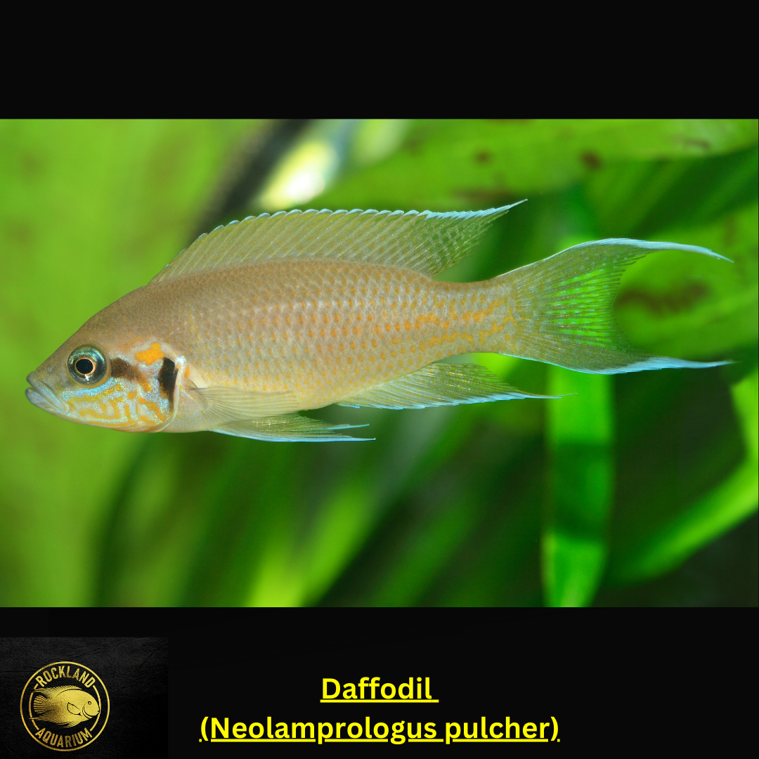 Daffodil - Neolamprologus pulcher - Lake Tanganyika - Live Fish