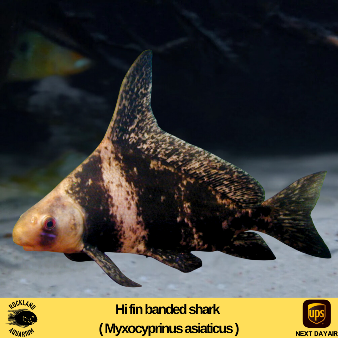 Hi fin banded shark - Myxocyprinus asiaticus - Live Fish