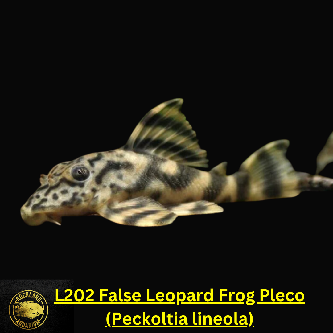 L202 False Leopard Frog Pleco - Peckoltia lineola - Live Fish