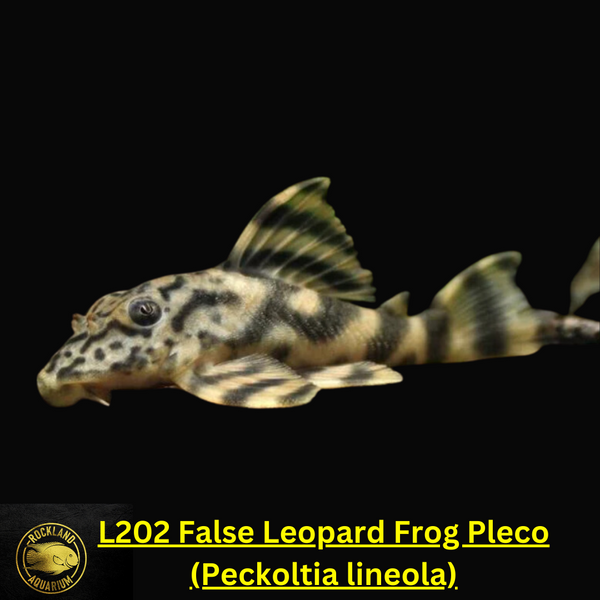 レア　Anne spore celect from pleco レア Anne spore celect from pleco Super Red Bristlenose Pleco