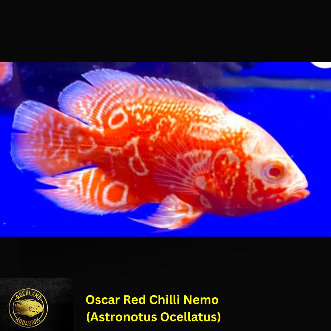 Oscar Red Chilli Nemo - Astronotus Ocellatus- Live Fish