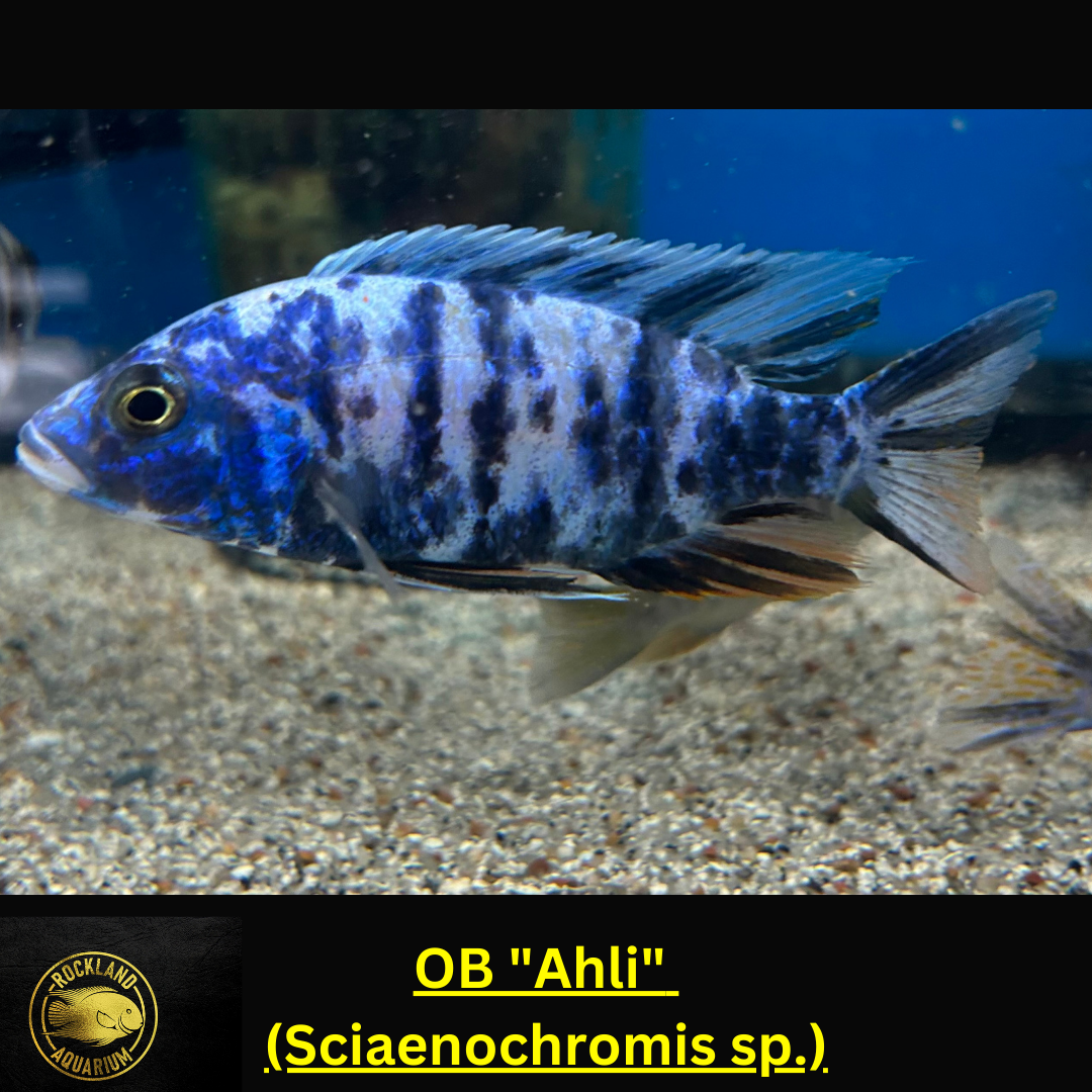 OB Ahli - Sciaenochromis sp. - Live Fish