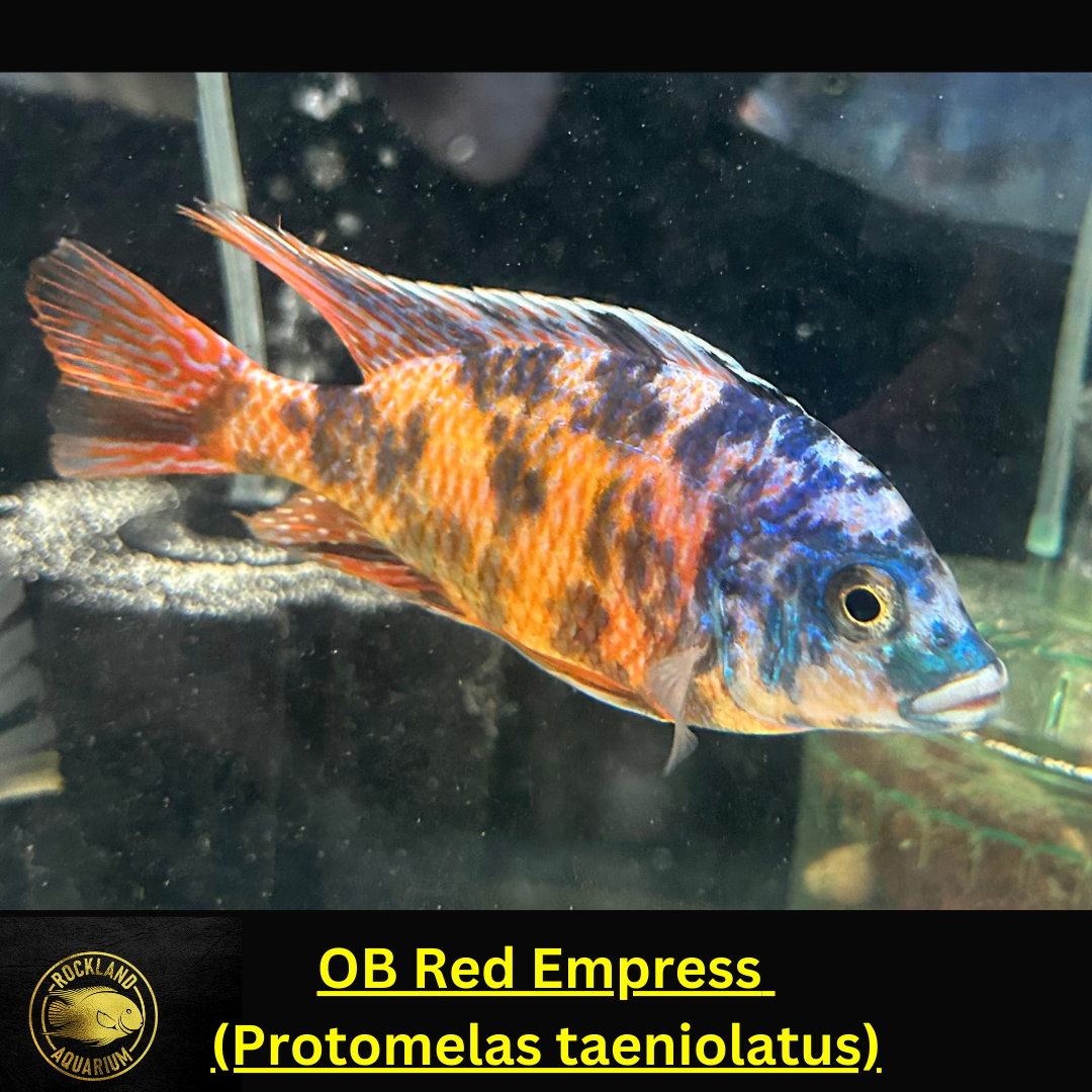 OB Red Empress - Protomelas taeniolatus - Live Fish