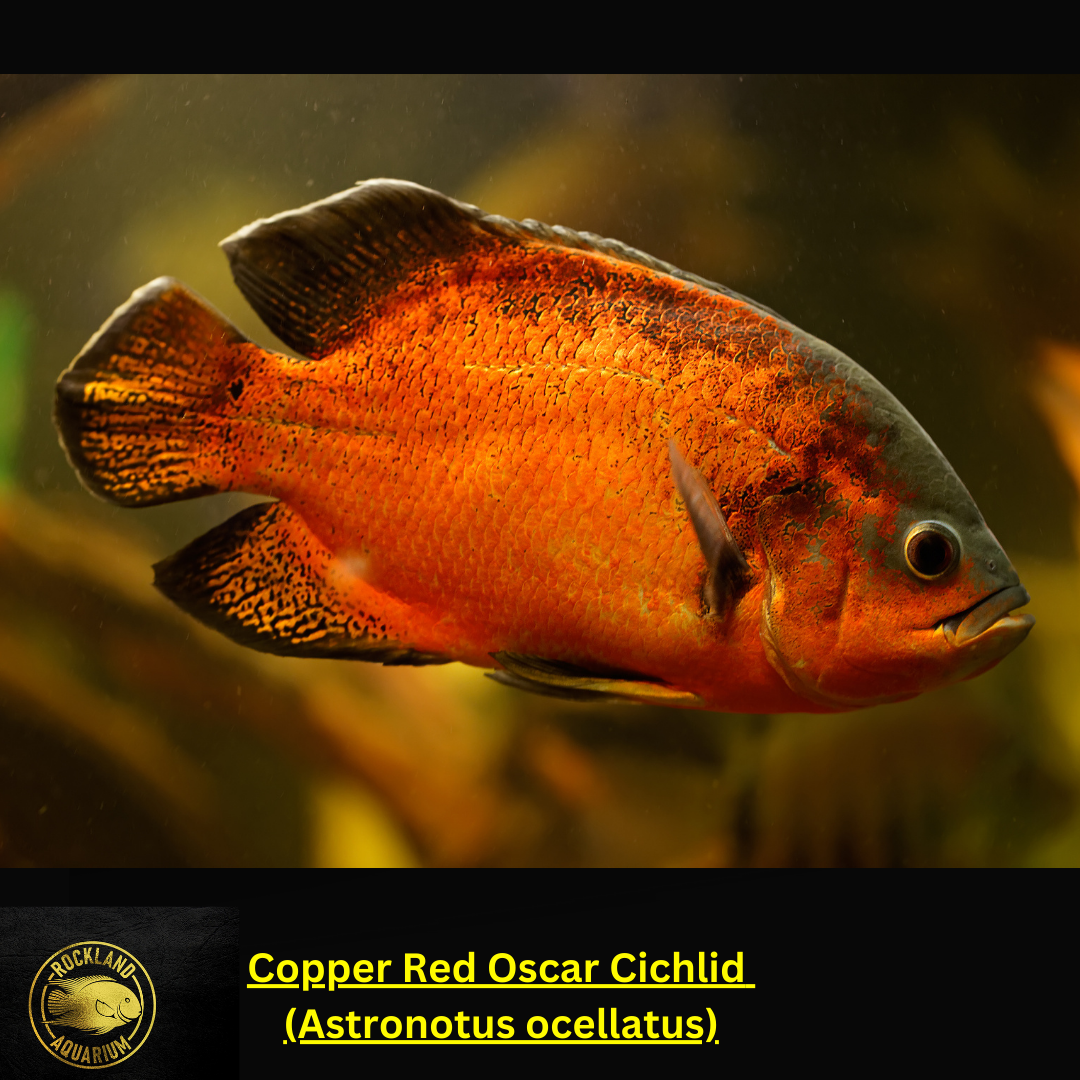 Red Copper Oscar Cichlid - Astronotus ocellatus - Live Fish