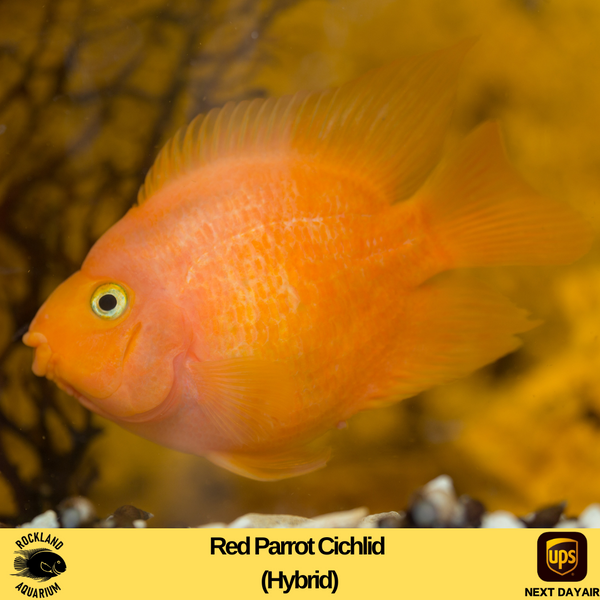 Aquarium Fish Blood Orange Parrot Fish Red Or Orange Blood Parrot