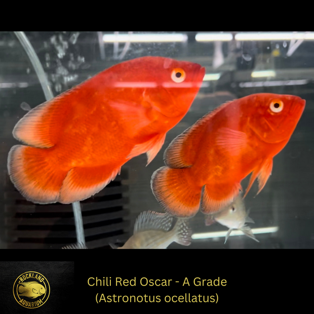 Chili Red Oscar A Grade Super Red - ASTRONOTUS OCELLATUS - Live Fish 4"