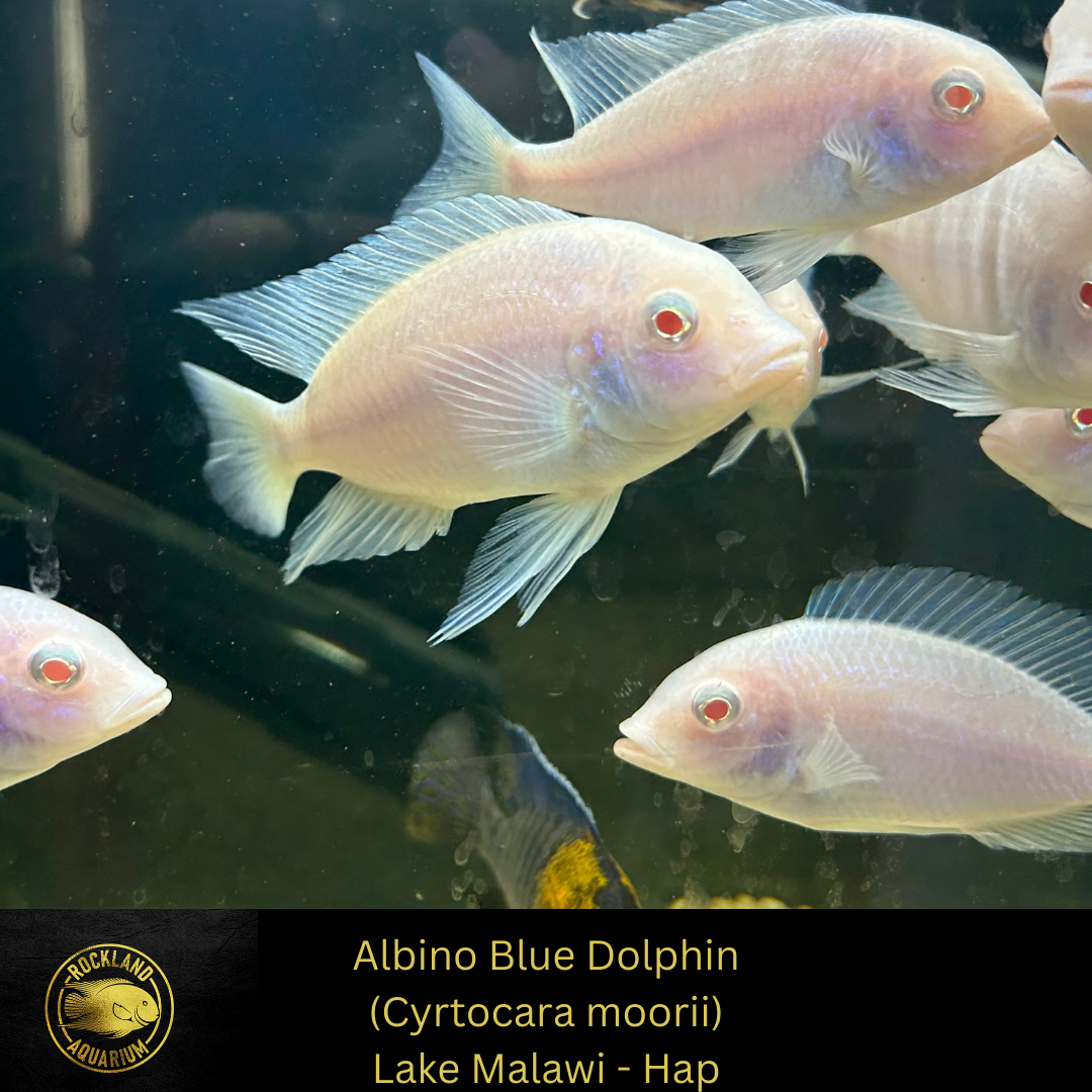 Albino Blue Dolphin Cyrtocara moorii African Cichlid Live Fish Rockland Aquarium