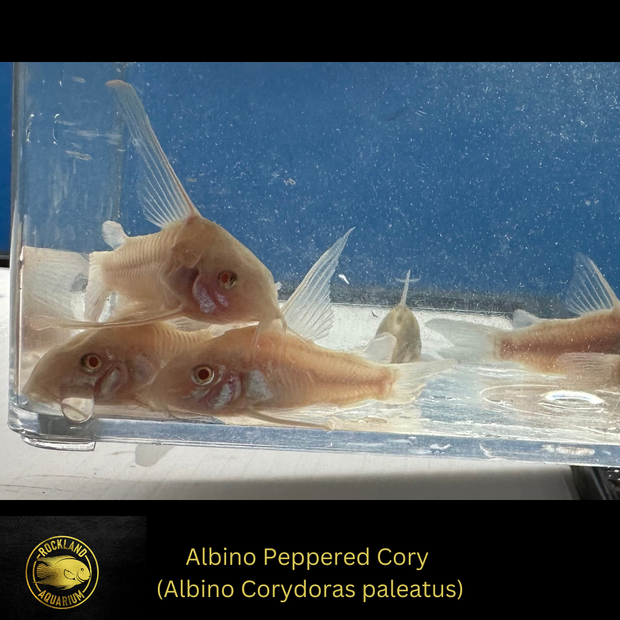 Albino Corydoras Paleatus - Pepper Cory Catfish - Live Fish (75" - 1")