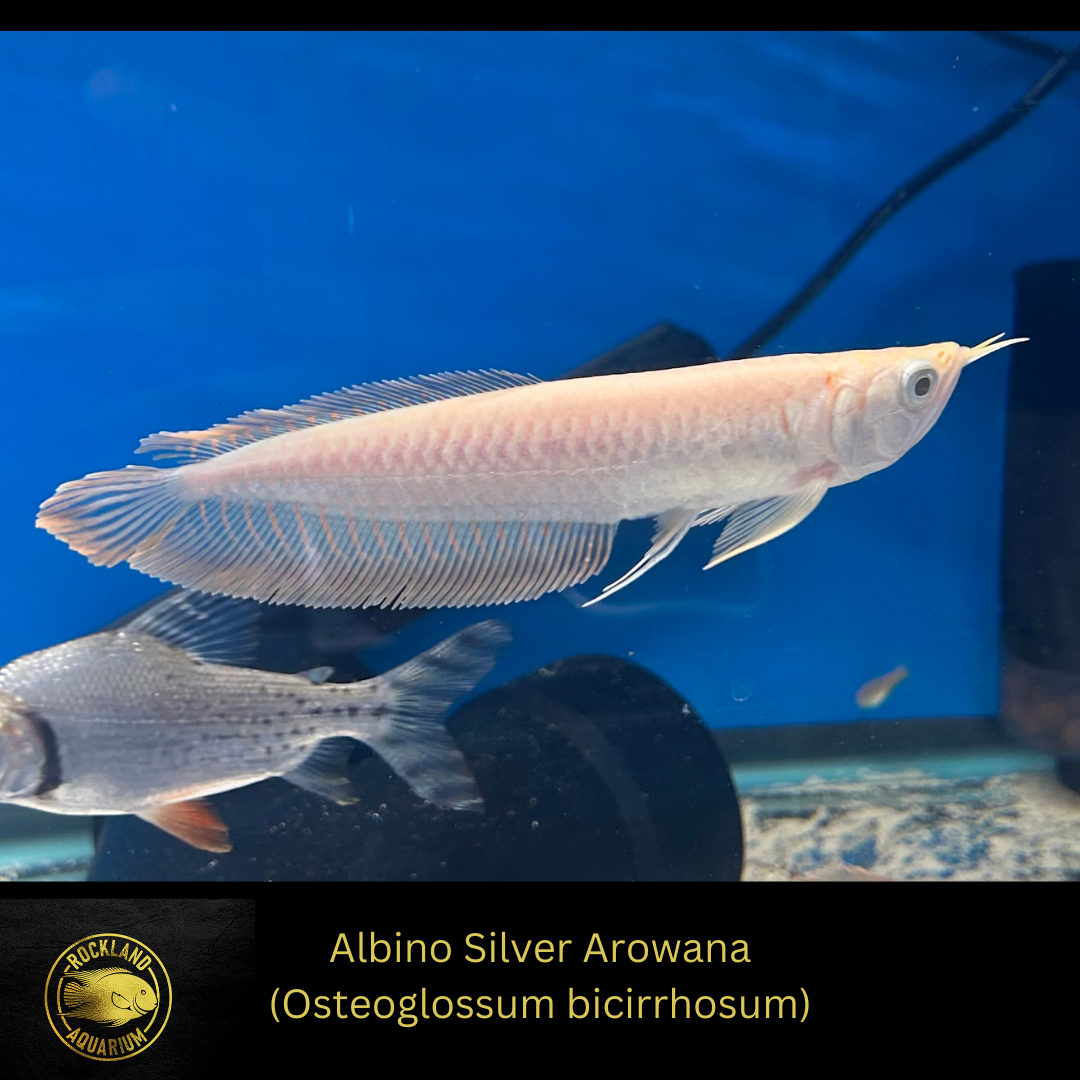Albino Silver Arowana - (Osteoglossum bicirrhosum) - Live Fish