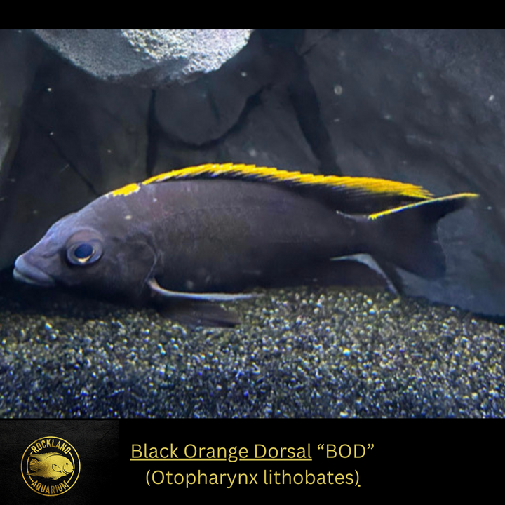Black Orange Dorsal - Otopharynx lithobates - Live Fish - African Cichlid - RARE