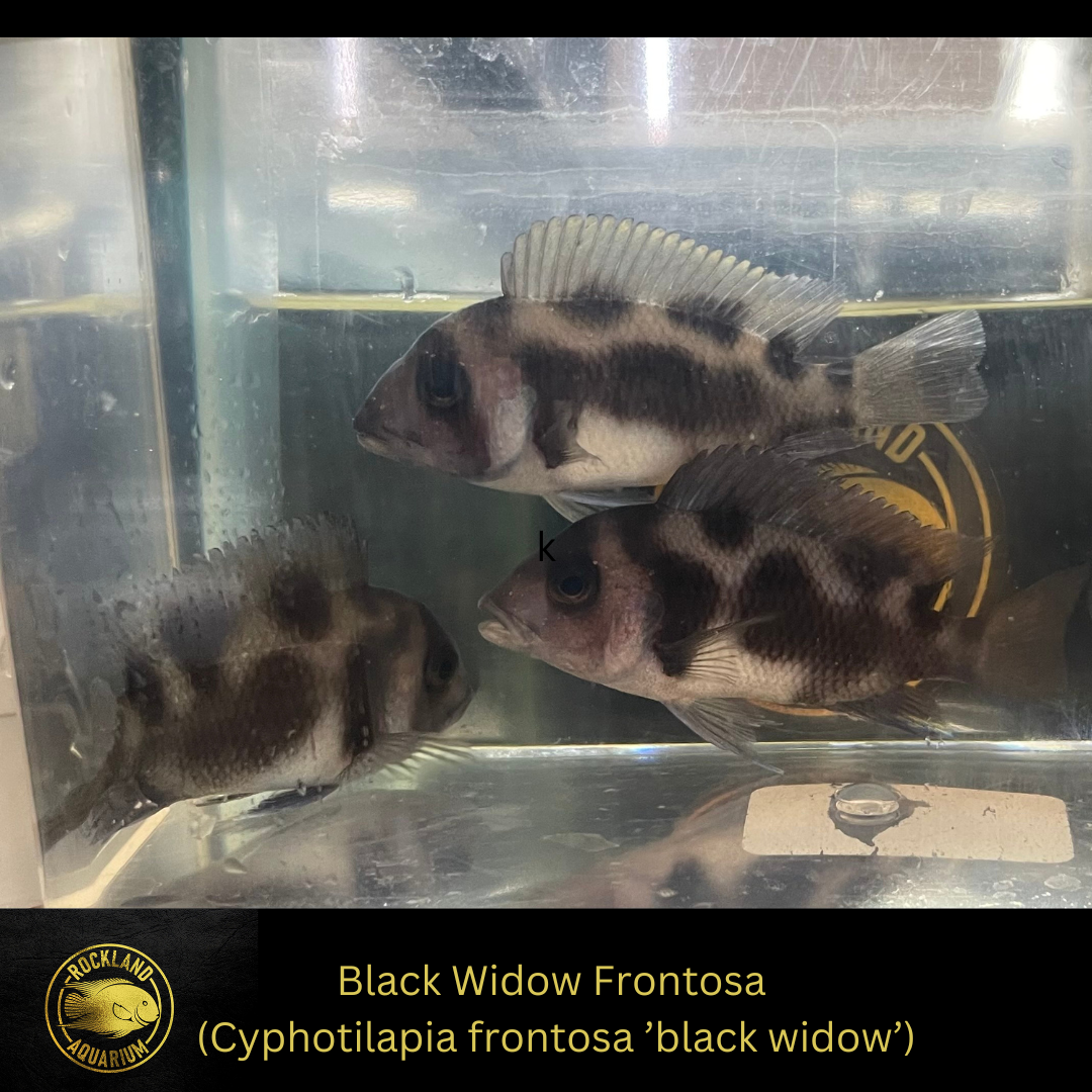 Black Widow Frontosa - Cyphotilapia frontosa black widow - Live Fish ...