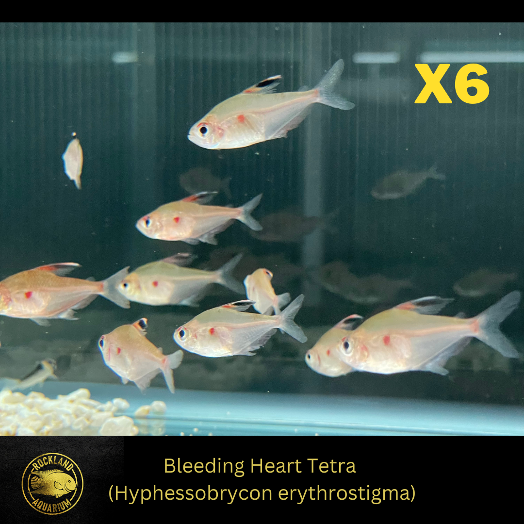 Bleeding Heart Tetra - Hyphessobrycon erythrostigma - Live Fish (1"+)