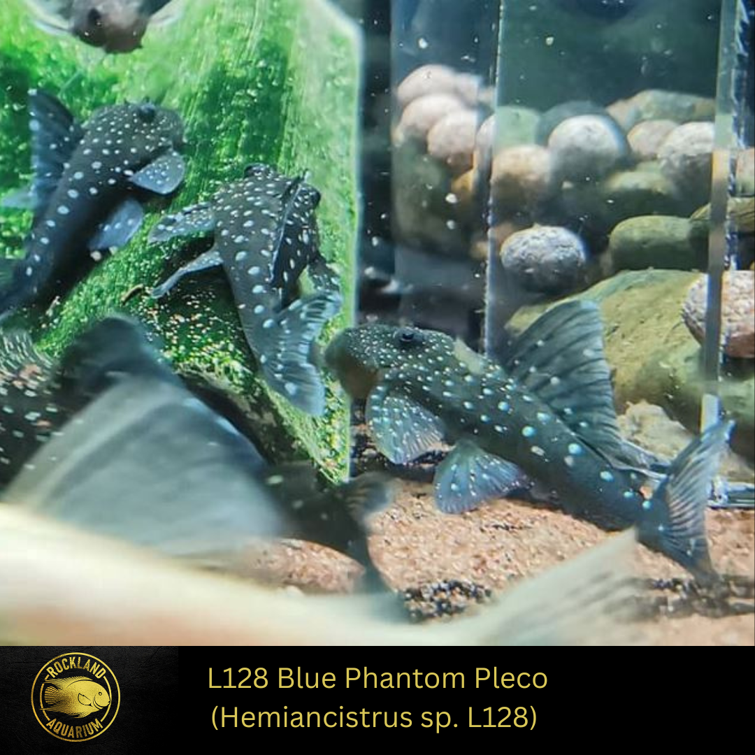 L128 Blue Phantom Pleco - Hemiancistrus sp. L128 - Live Fish (One Item)