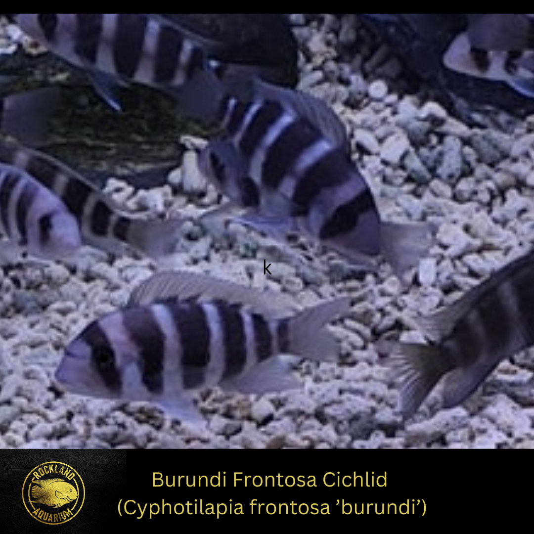 Burundi Frontosa Cichlid - Cyphotilapia frontosa burundi - Live Fish