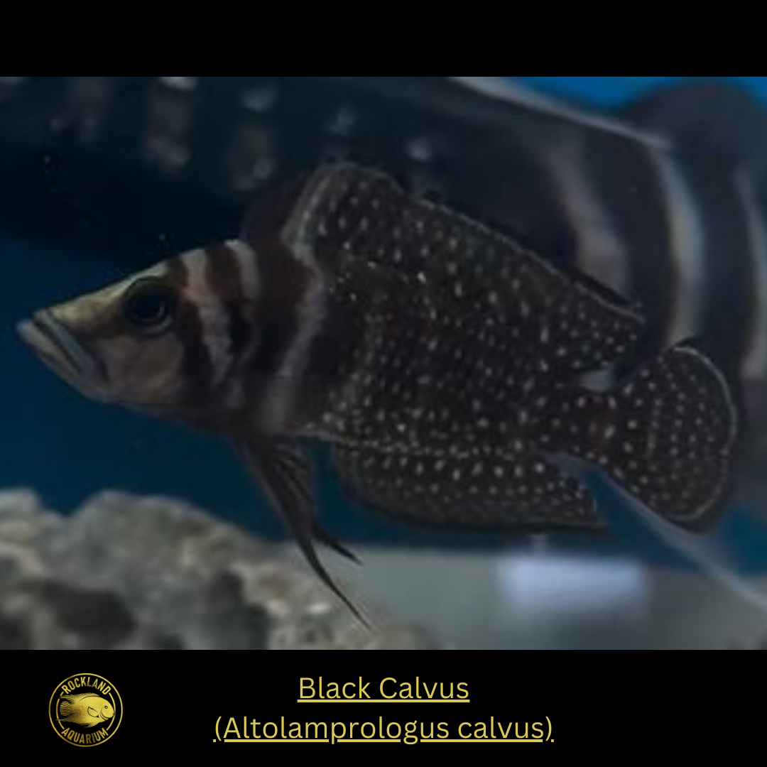 Black Calvus - Altolamprologus calvus - Live Fish