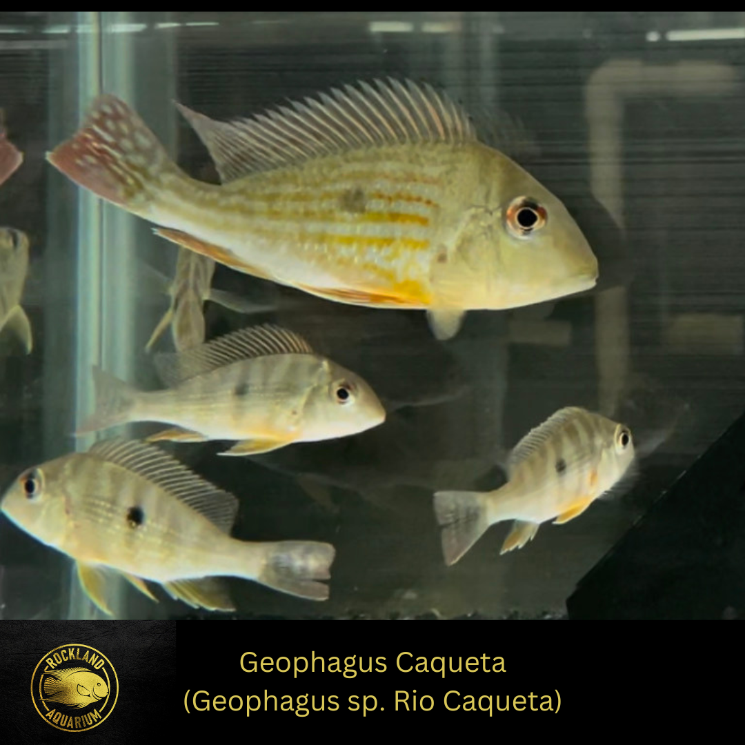 Geophagus Caqueta - Geophagus sp. Rio Caqueta - Live Fish - (Multiple Size)