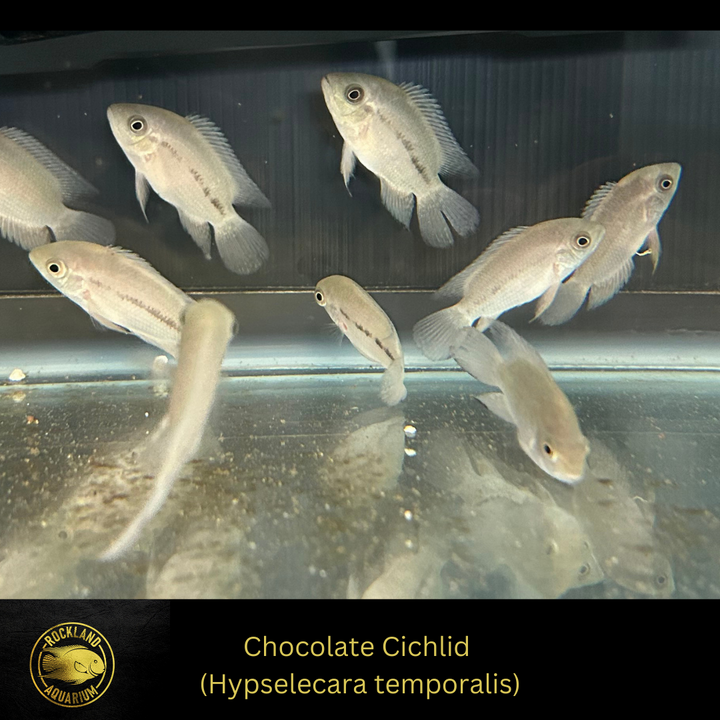 Chocolate Cichlid - Hypselecara temporalis - Live Fish