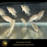 Chocolate Cichlid - Hypselecara temporalis - Live Fish (2"+)
