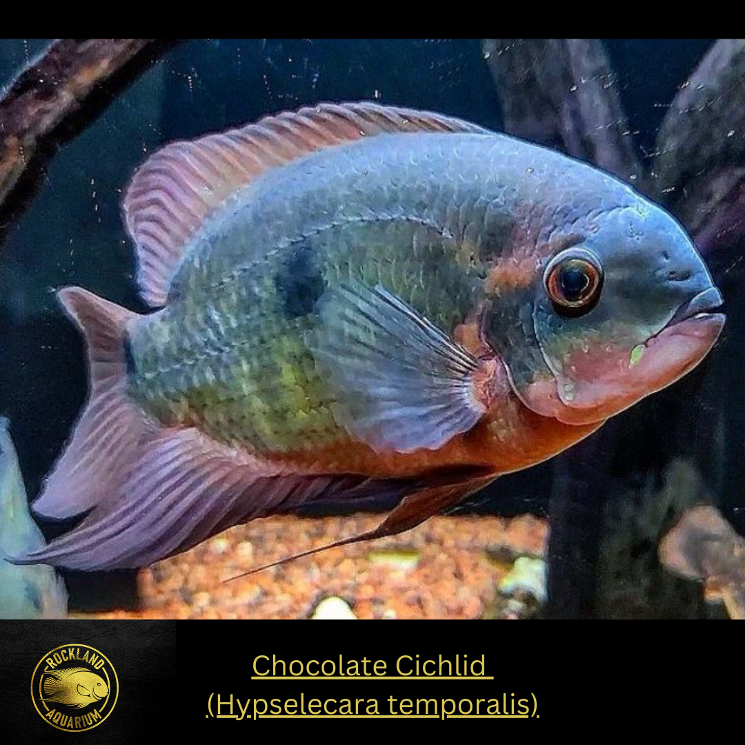 Chocholate Fish Chocolate Cichlid - Hypselecara temporalis - Live Fish – Rockland Aquarium
