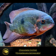 Chocolate Cichlid - Hypselecara temporalis - Live Fish (2"+)