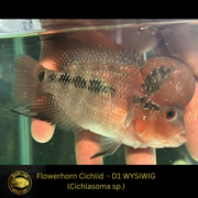 SRD Flowerhorn Cichlid - Cichlasoma sp. - Live Fish (3.5"- 4") D1 WYSIWIG