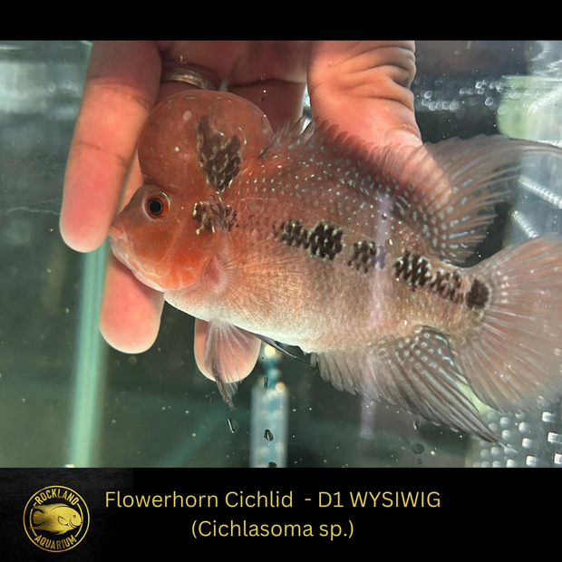 SRD Flowerhorn Cichlid - Cichlasoma sp. - Live Fish (3.5"- 4") D1 WYSIWIG