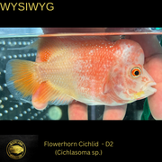 Flowerhorn Cichlid - Cichlasoma sp. - Live Fish (3.5"- 4") D2 WYSIWIG