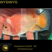 Flowerhorn Cichlid - Cichlasoma sp. - Live Fish (3.5"- 4") D2 WYSIWIG