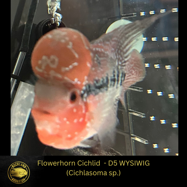 SRD Flowerhorn Cichlid - Cichlasoma sp. - Live Fish (3.5"- 4") D5 WYSIWIG