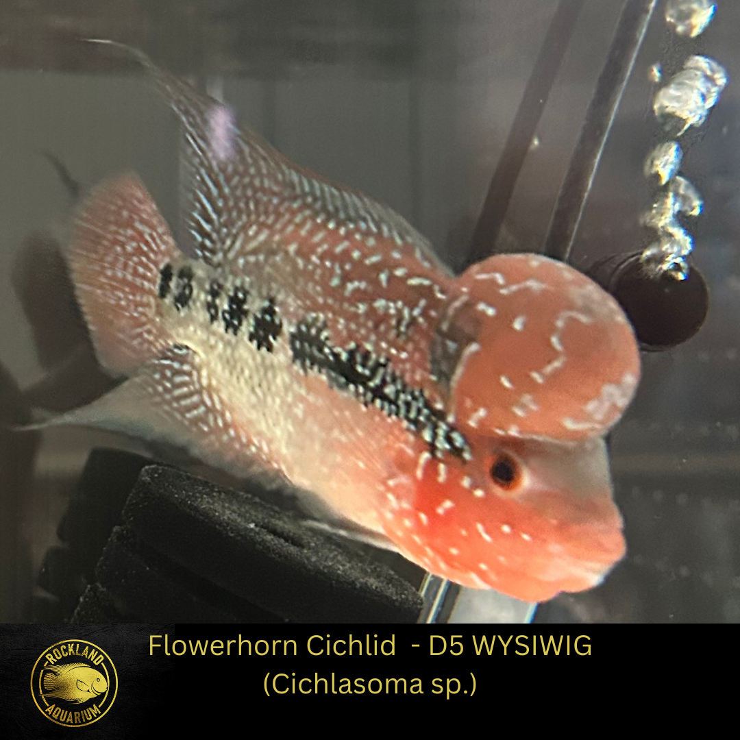 SRD Flowerhorn Cichlid - Cichlasoma sp. - Live Fish (3.5"- 4")