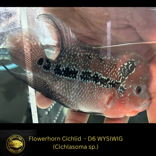 Copy of SRD Flowerhorn Cichlid - Cichlasoma sp. - Live Fish (3.5"- 4") D6 WYSIWIG