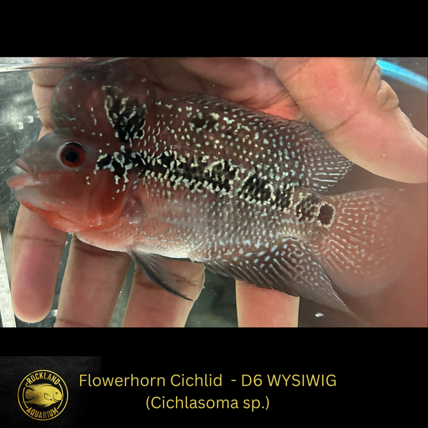 Copy of SRD Flowerhorn Cichlid - Cichlasoma sp. - Live Fish (3.5"- 4") D6 WYSIWIG