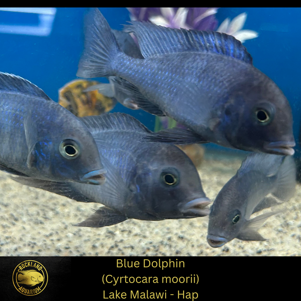 Blue Dolphin - Cyrtocara moorii - African Cichlid - Live Fish