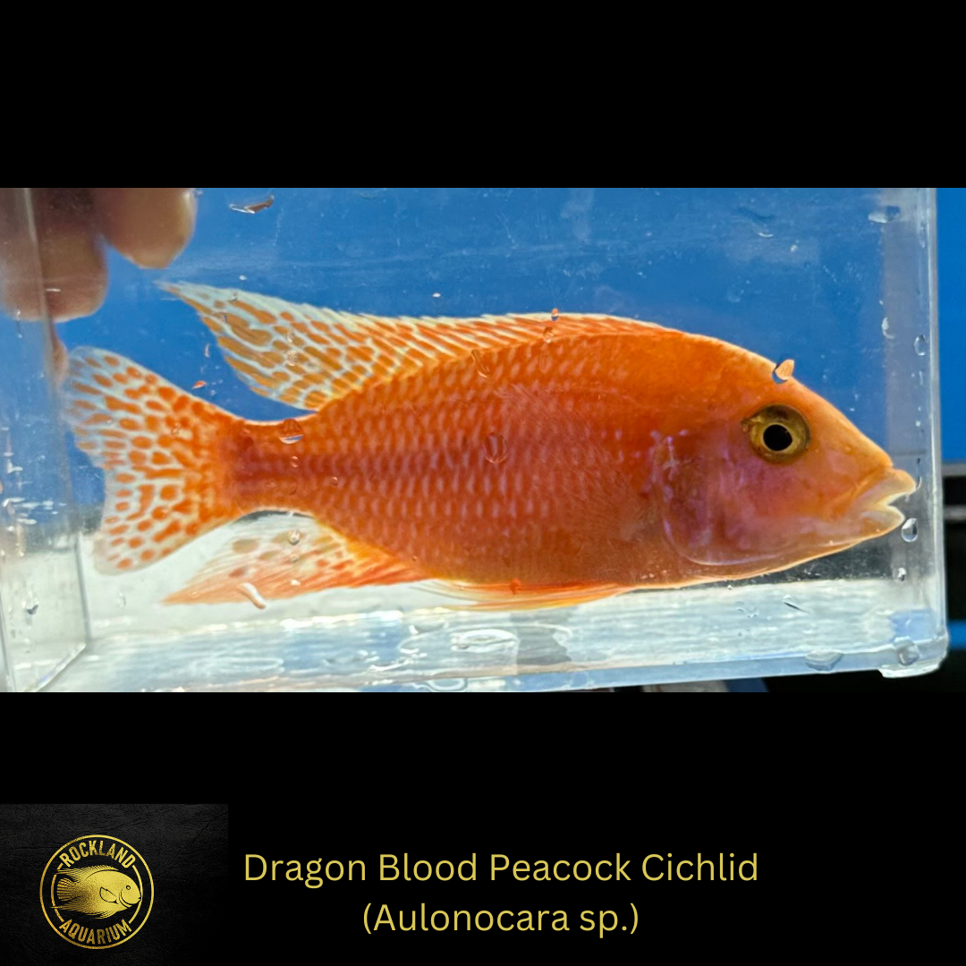 Dragon Blood Peacock Cichlid - Aulonocara sp.  - Live Fish (3.5"+) - African Cichlid