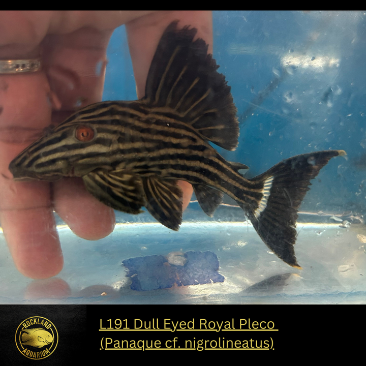L191 Dull eyed Royal Pleco - Live Fish (One Item)