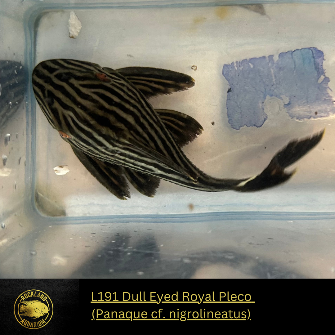 L191 Dull eyed Royal Pleco - Live Fish (One Item)