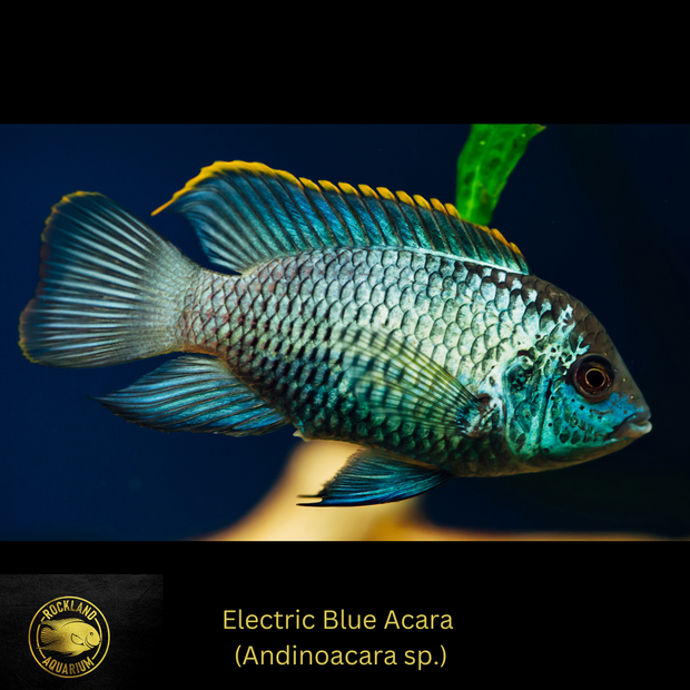 Electric Blue Acara - Andinoacara sp. - Live Fish
