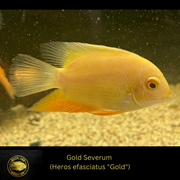 Gold Severum Cichlid - Heros sp. - Live Fish (Mulitple Sizes)