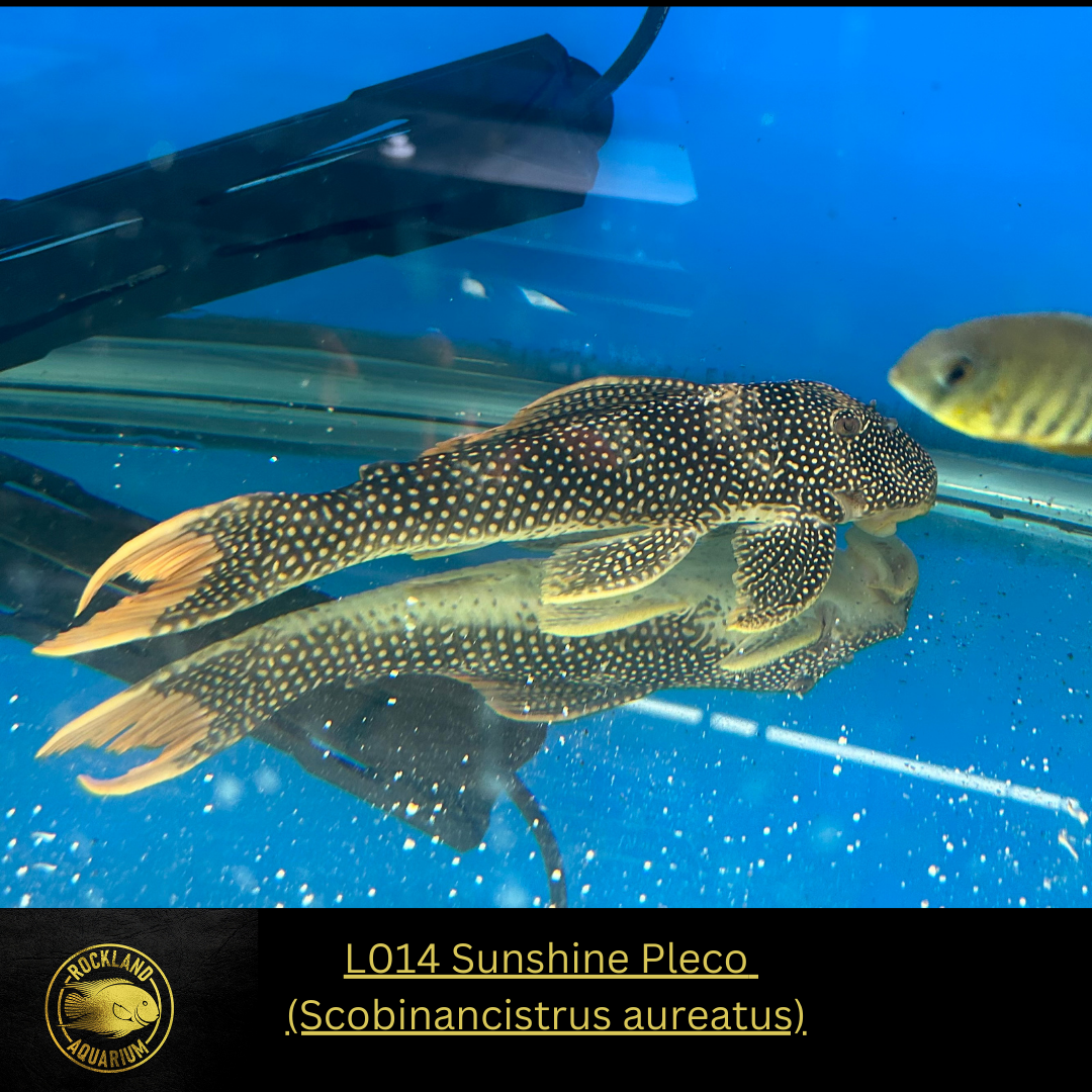L014 Sunshine Pleco - Scobinancistrus aureatus - Live Fish (10"+) WYSIWYG *