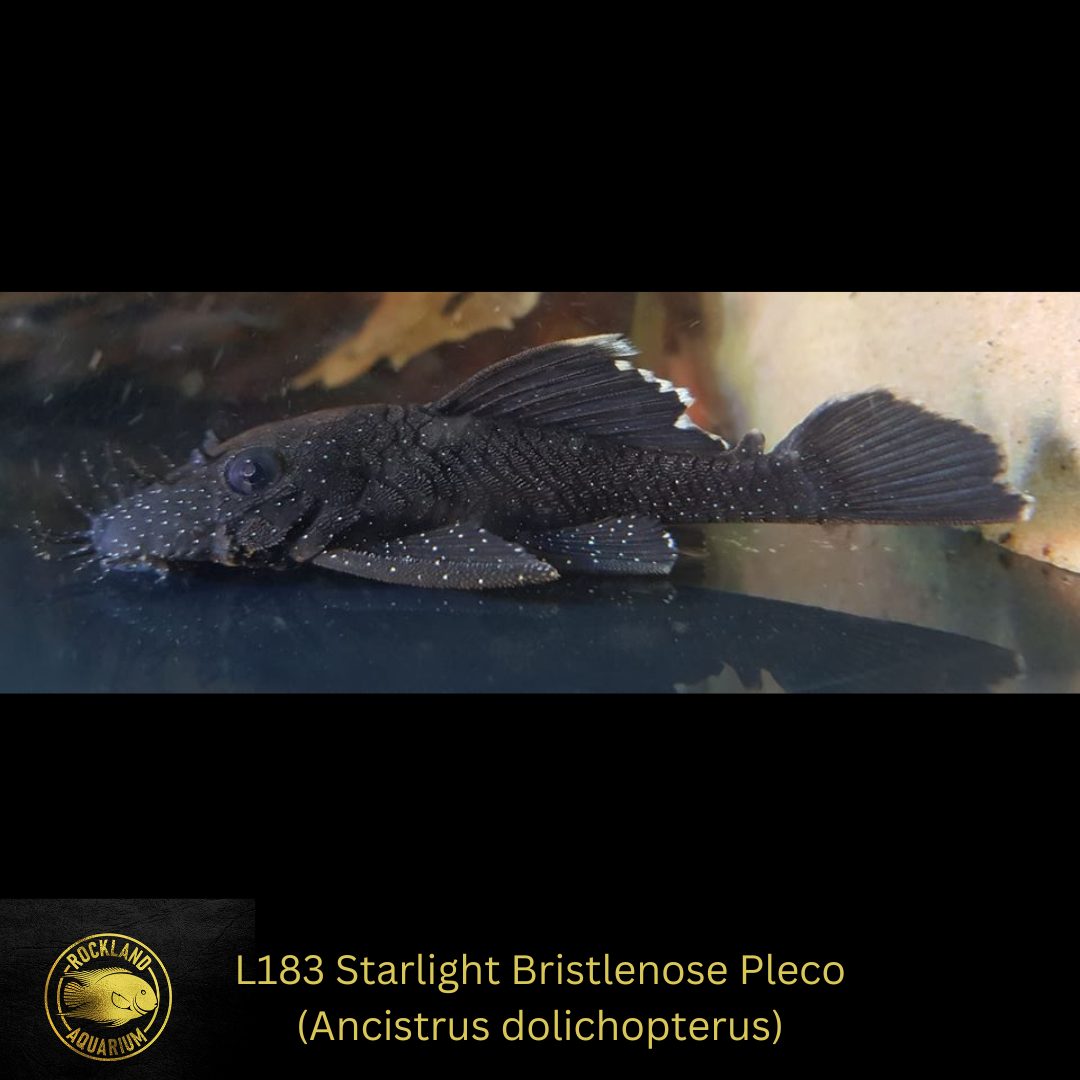 L183 Starlight Bristlenose Pleco - Ancistrus dolichopterus- Live Fish (One Item)