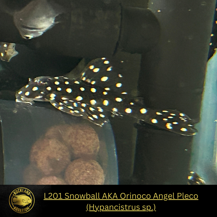 L201 Orinoco Snowball Pleco Hypancistrus sp. Live Fish (One Item) (1.5”-2”)