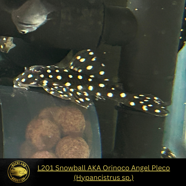 L201 Orinoco Snowball Pleco Hypancistrus sp. Live Fish (One Item)