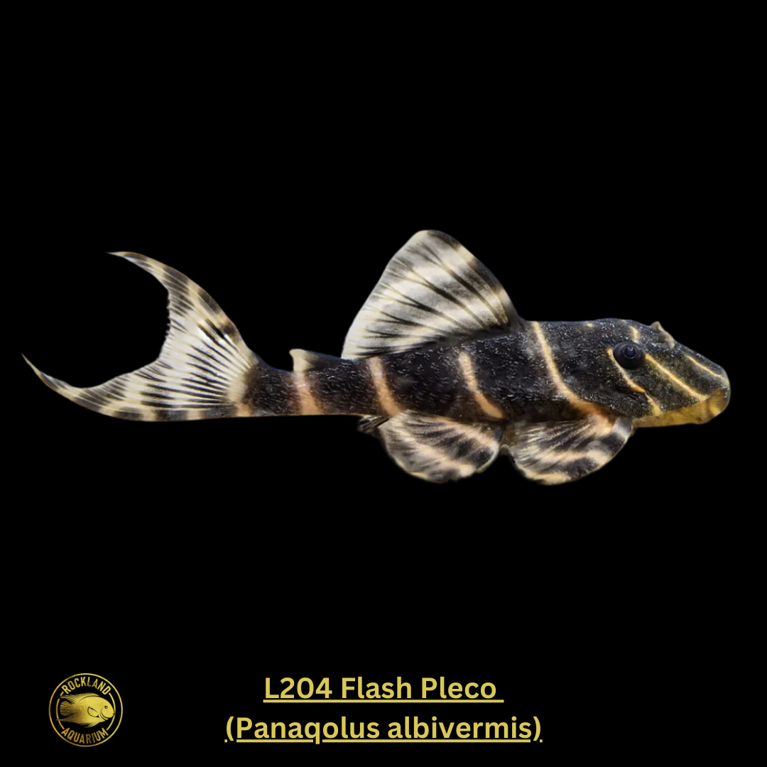 L204 Flash Pleco (Panaqolus albivermis) Live Fish (One Item)