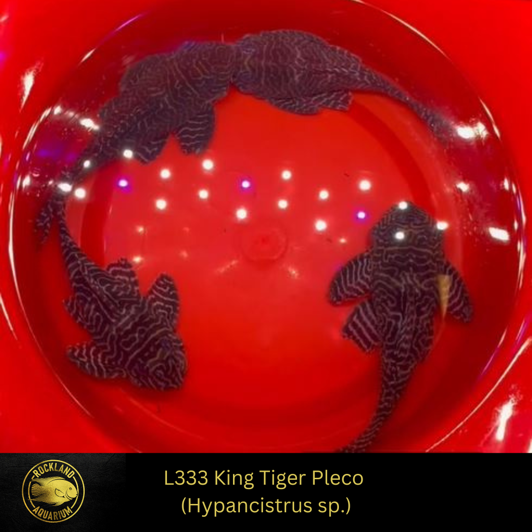 L333 King Tiger Pleco - Hypancistrus sp. - Live Fish (One Item) (3" - 4")
