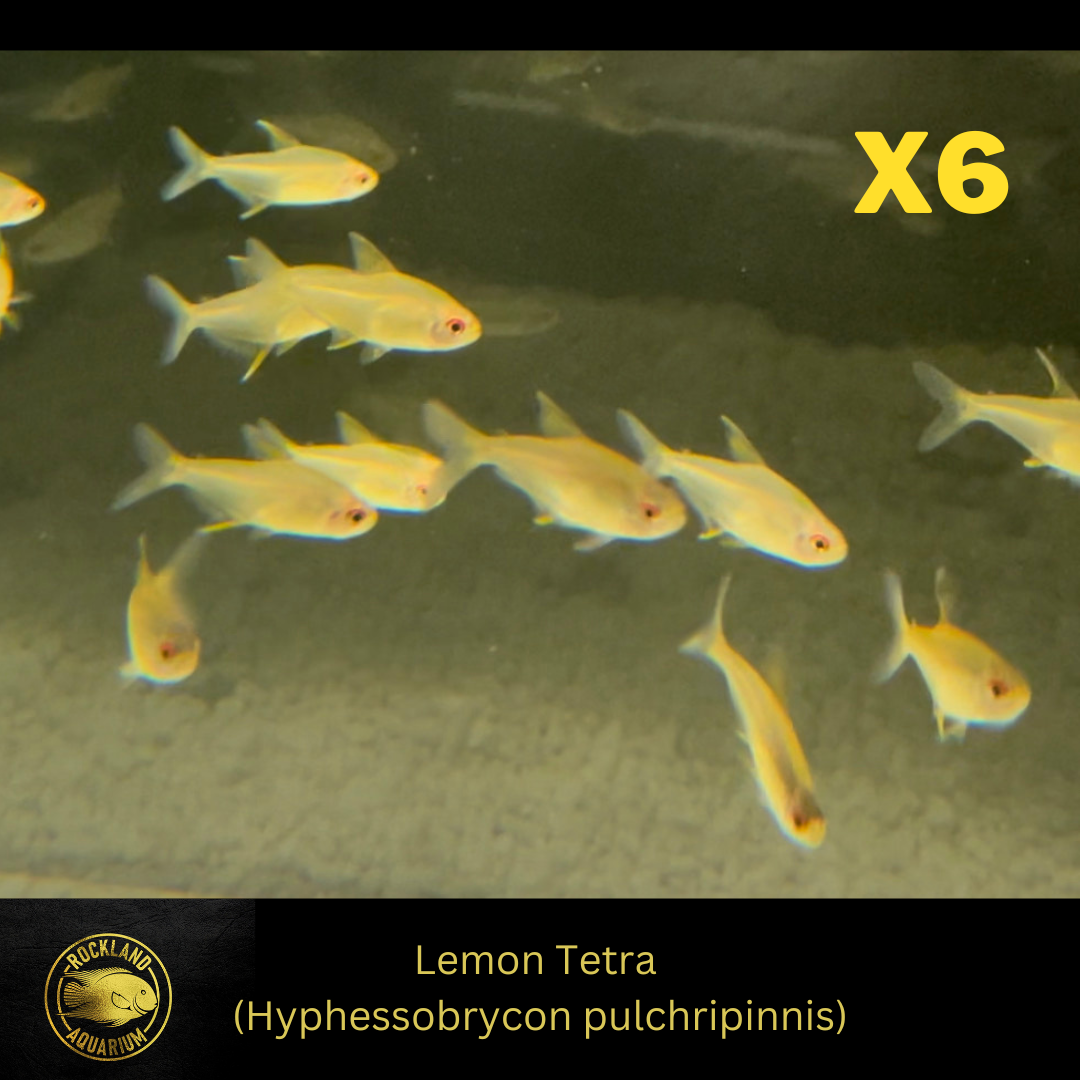 Lemon Tetra - Hyphessobrycon pulchripinnis - - Live Fish (.5" - 1")